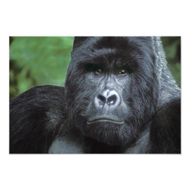 Impression Photo Zaïre, Parc national des Virunga. Portrait de (Devant)