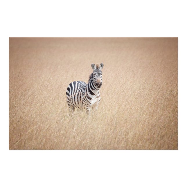 Impression Photo Zebra (Devant)