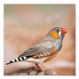 Impression Photo Zebra Finch Oiseau Nature Mur Art