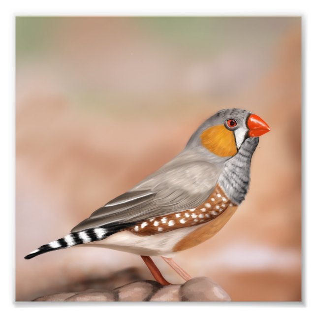 Impression Photo Zebra Finch Oiseau Nature Mur Art (Devant)