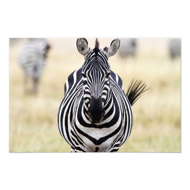 Impression Photo Zebra looking at you (Devant)