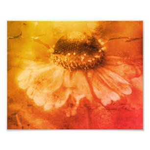 Impression Photo Zinnia Daisy Flower Sepia Vintage détenue 8x10