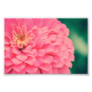 Impression Photo Zinnia rose