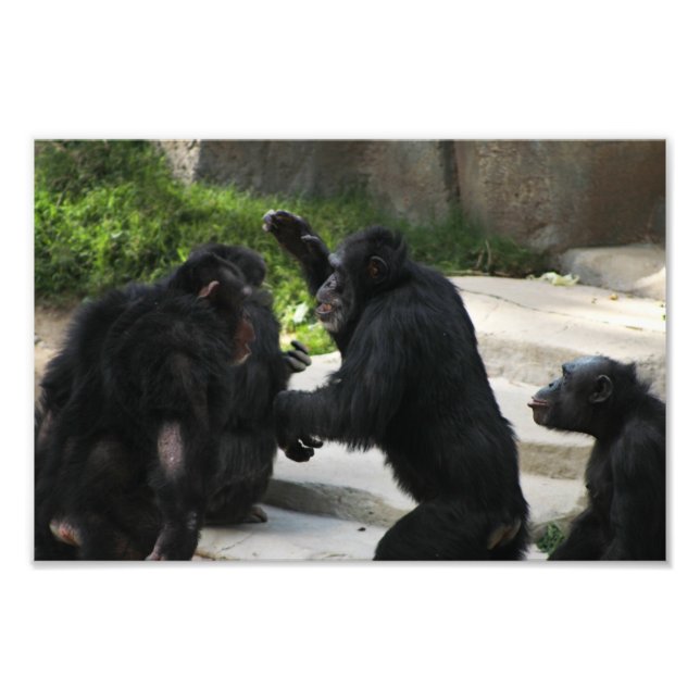 Impression Photo Zoo de Los Angeles (Devant)