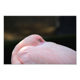 Impression Photo Zoo de Los Angeles