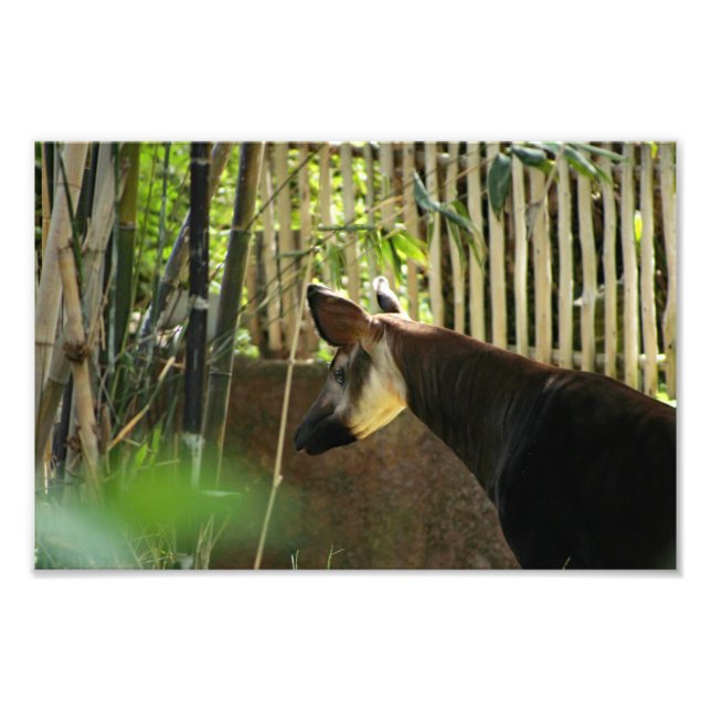 Impression Photo Zoo de Los Angeles (Devant)