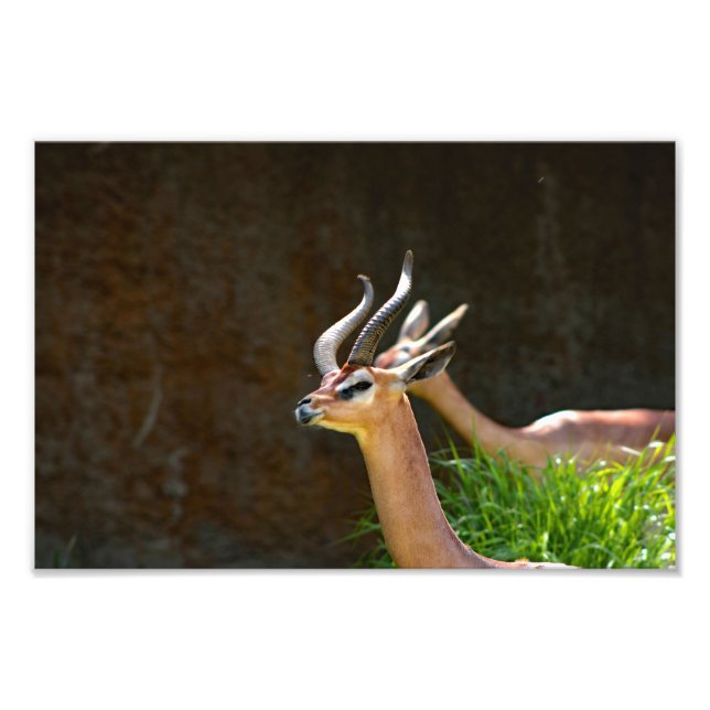 Impression Photo Zoo de Los Angeles (Devant)