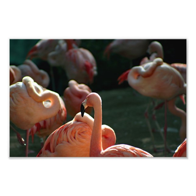 Impression Photo Zoo de Los Angeles (Devant)