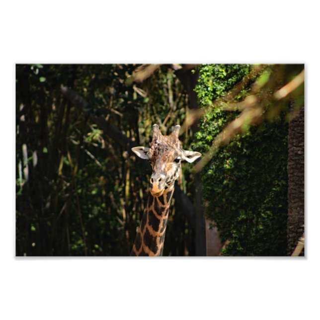 Impression Photo Zoo de Los Angeles (Devant)