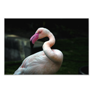 Impression Photo Zoo de Los Angeles