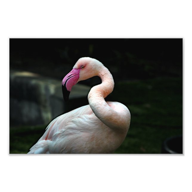 Impression Photo Zoo de Los Angeles (Devant)