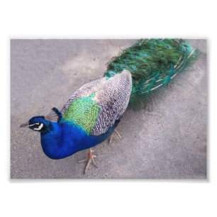 Impression photographique