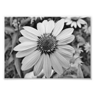 Impression photographique 5x7