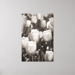 Impression photographique de tulipes rouges. Impre
