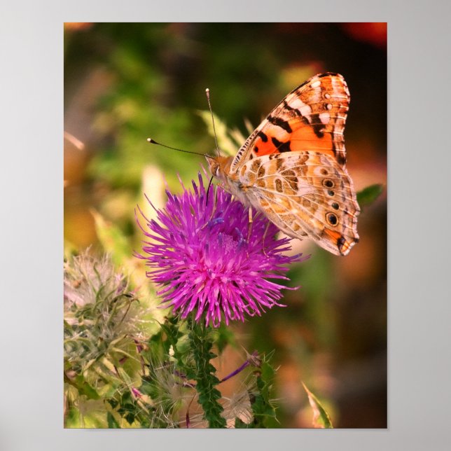 Impression photographique d'épine de papillon (Devant)