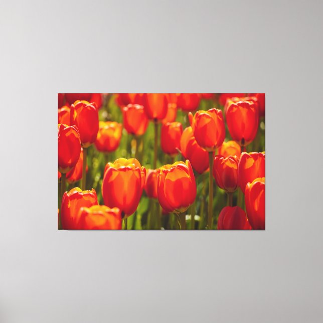 Impression photographique des tulipes rouges. (Recto)