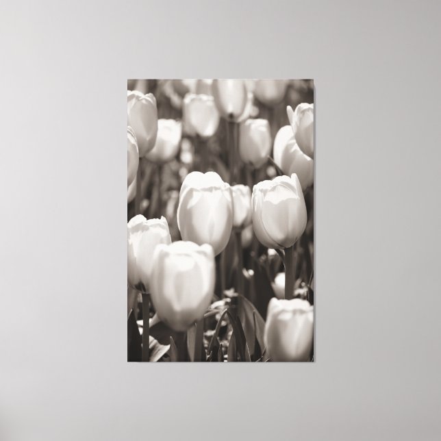 Impression photographique des tulipes rouges. (Recto)