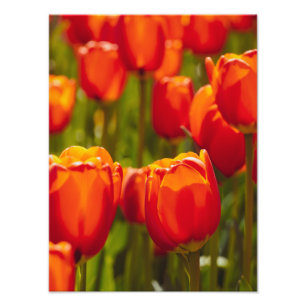 Impression photographique des tulipes rouges.