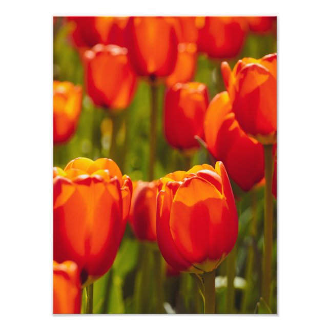 Impression photographique des tulipes rouges. (Devant)