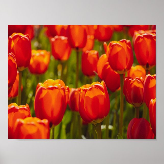Impression photographique des tulipes rouges. (Devant)