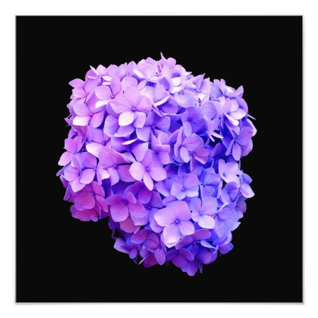 Impression photographique 'Purple Hydrangea Bloom' (Devant)