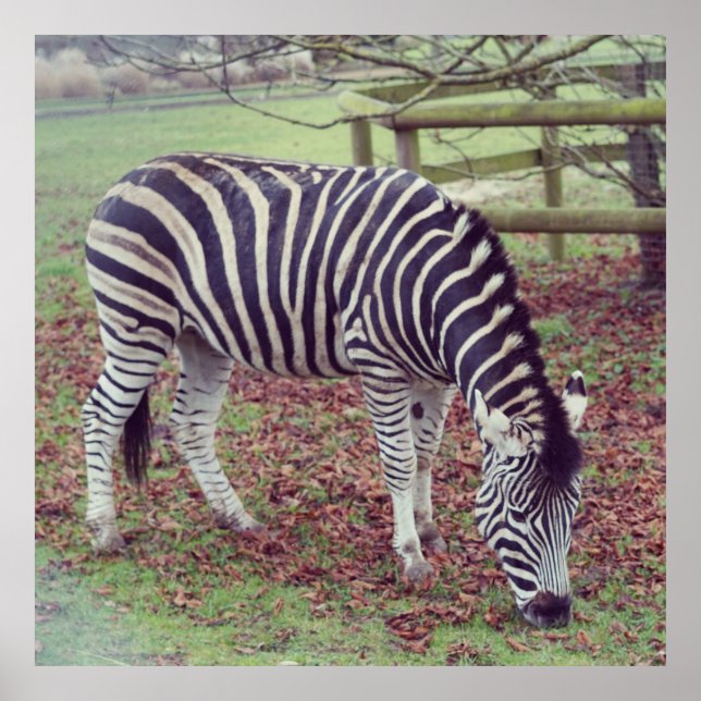 Impression photographique Zebra (Devant)