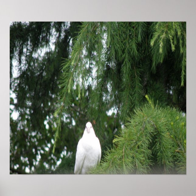 Impression Pigeon blanc (Devant)