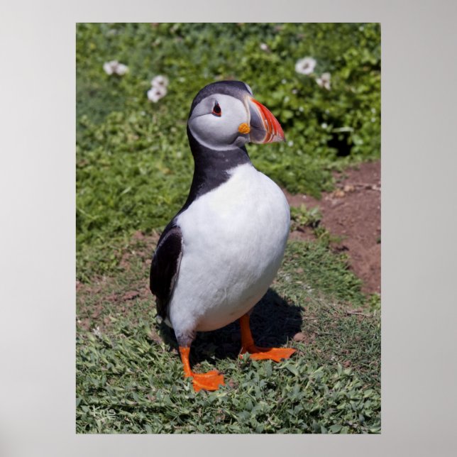 Impression Puffin (Devant)