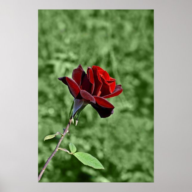 Impression Rose Rouge (Devant)