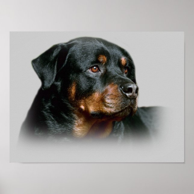 Impression Rottweiler (Devant)