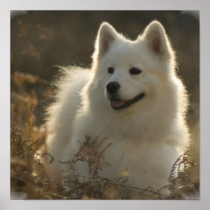 Impression Samoyed Poster