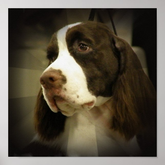 Impression Springer Spaniel (Devant)