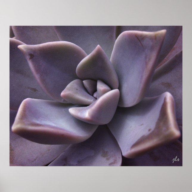 impression succulente (Devant)