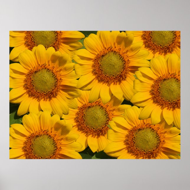 Impression Sunflower (Devant)