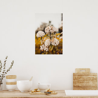 Impression sur affiche Fleurs de Viorne Blanche en