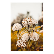 Impression sur affiche Fleurs de Viorne Blanche en