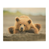 Animaux de bébés cutest | Cub d'ours Brown côtier