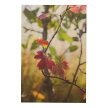 Arbres et fleurs romantiques – Fantaisie botanique