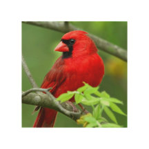 cardinaux rouges