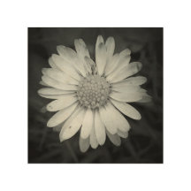 Copie en bois de marguerite carrée