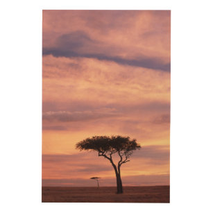 Impression Sur Bois Image silhouette de l'acacia au lever du soleil