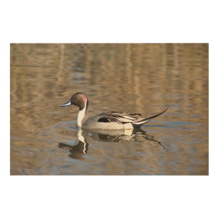 Impression Sur Bois Le canard de canard pilet nage dans un étang