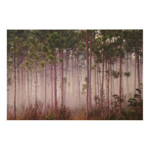 Impression Sur Bois Mi parmi les pins au lever du soleil, Everglades