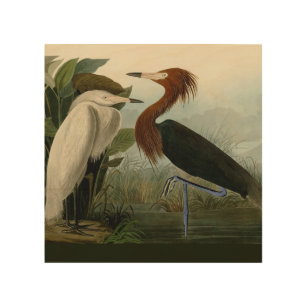 Impression Sur Bois Peinture de la faune d'Audubon Heron violet
