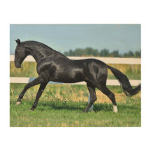 Stallion de thé Akhal noir galopant paddock clôtur