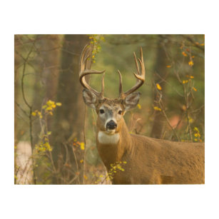 Impression Sur Bois Whitetail Deer Buck   Corégone, Montana