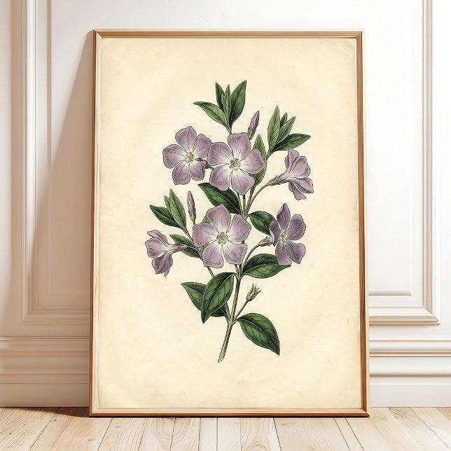 Impression sur toile botanique de Vinca (Créateur téléchargé)