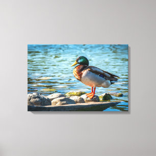 Impression sur toile Canard colvert Art d'oiseau
