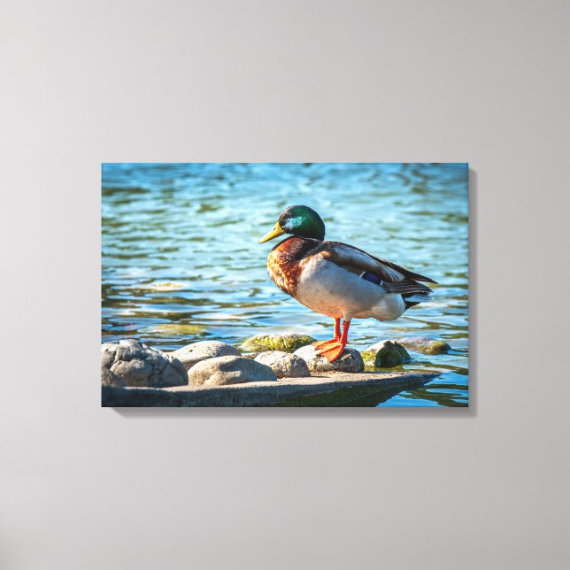 Impression sur toile Canard colvert | Art d'oiseau (Recto)
