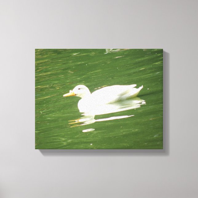 Impression sur toile Canard sur l'eau (Recto)